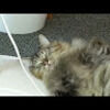 cat5kat
